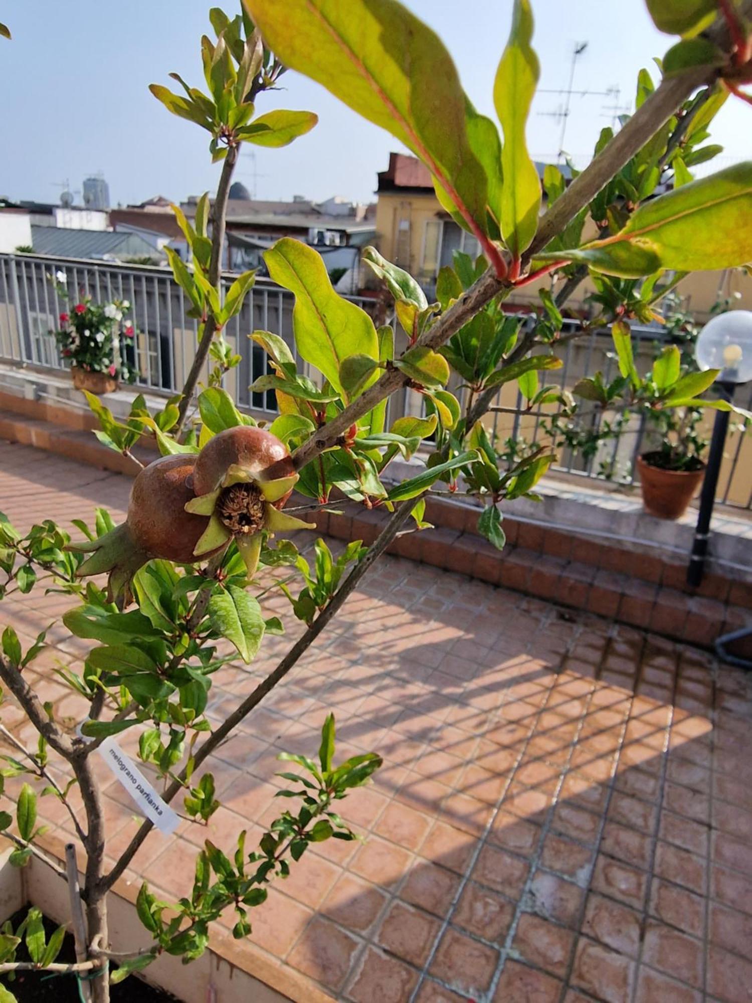 La Terrazza Delle Fate Hotel Naples Exterior photo